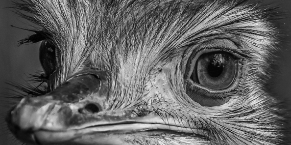 Emu, Hedensted Fotoklub af Torsten Sonne Petersen
