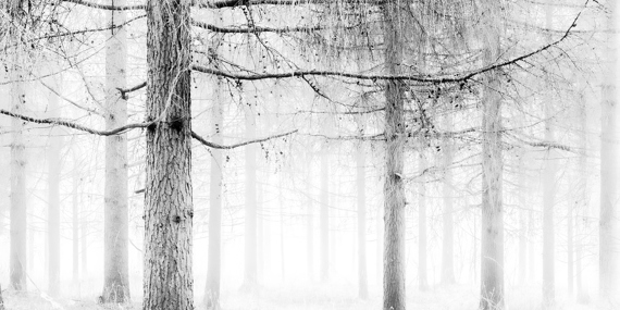 Den lyse skov, Hedensted Fotoklub af Kurt G. Stæhr