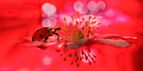 The Ladybug, Linda Weng, Fotoklubben Focus Silkeborg