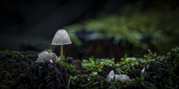 Fungi in the wood, Aage Madsen, Photo Club Dania