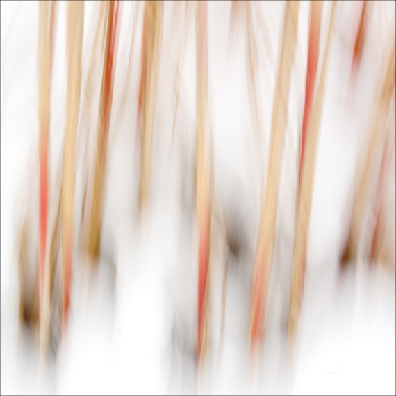 Bamboo abstract III, Leif Alveen, Stella Polaris